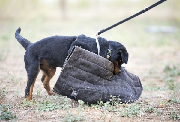 How can you ensure your vehicle meets the UK's bi-annual safety inspection requirements?